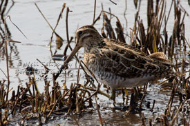 Waders Photography by Betty Fold Gallery Hawkshead